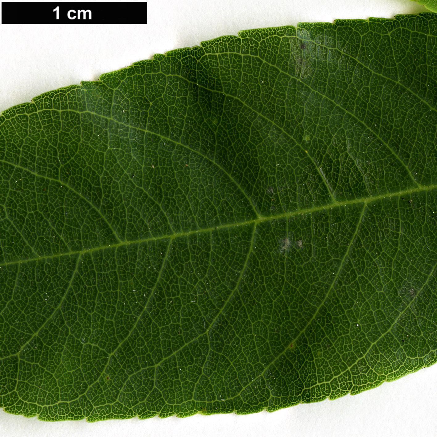 High resolution image: Family: Rhamnaceae - Genus: Frangula - Taxon: californica - SpeciesSub: subsp. occidentalis